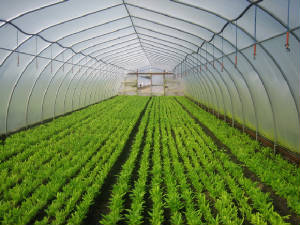 Greenhouses/FortuneSept07013.jpg